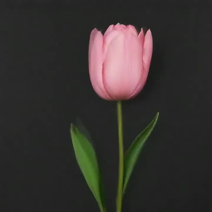 Dream Stream